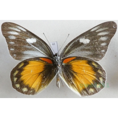 Delias zebuda Hewitson, 1862 male reverse Indonesia, Sulawesi41